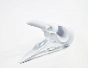 White Bird Skull